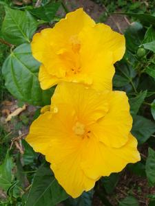 Annelies 02 Tweeling Hibiscus